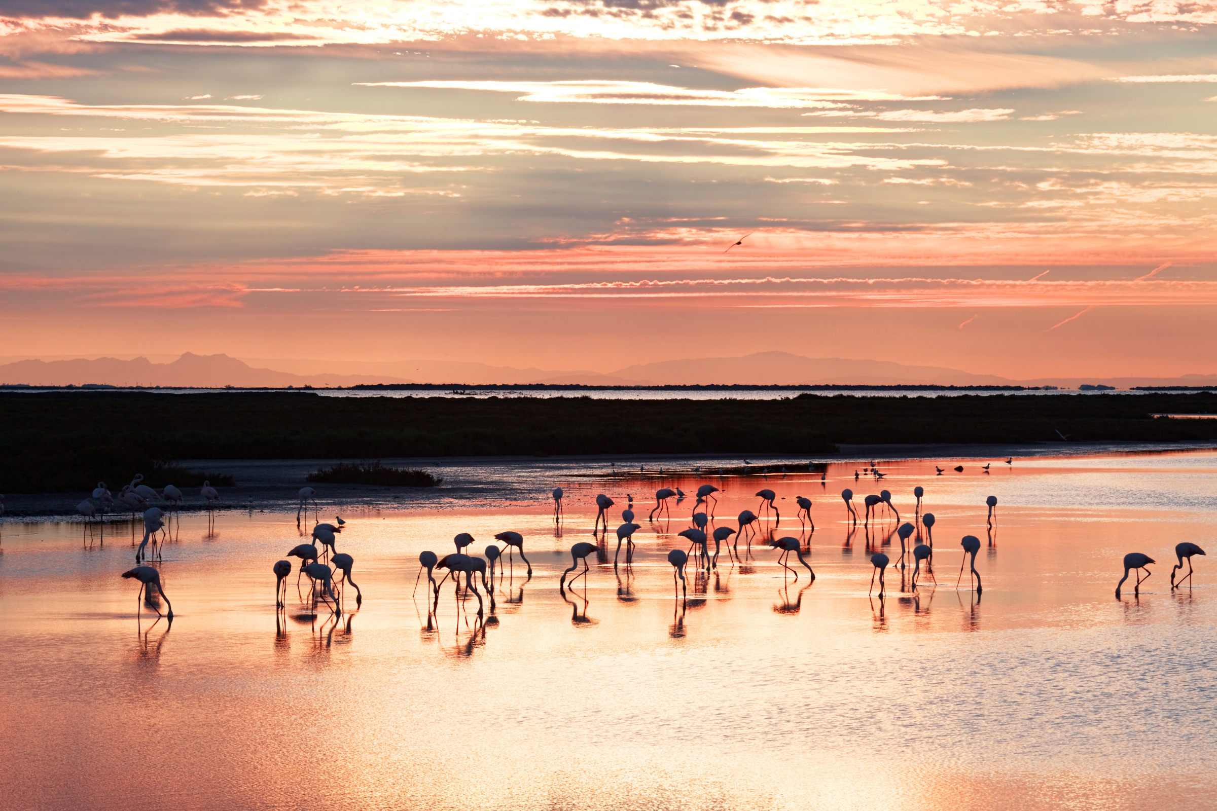 31 camargue.webp